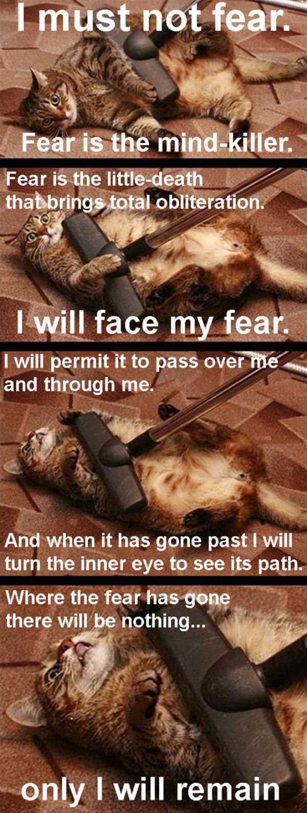 Cat_fear